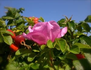 Rose Greenhouse, Rose Hip, Wild Rose, flower, leaf thumbnail