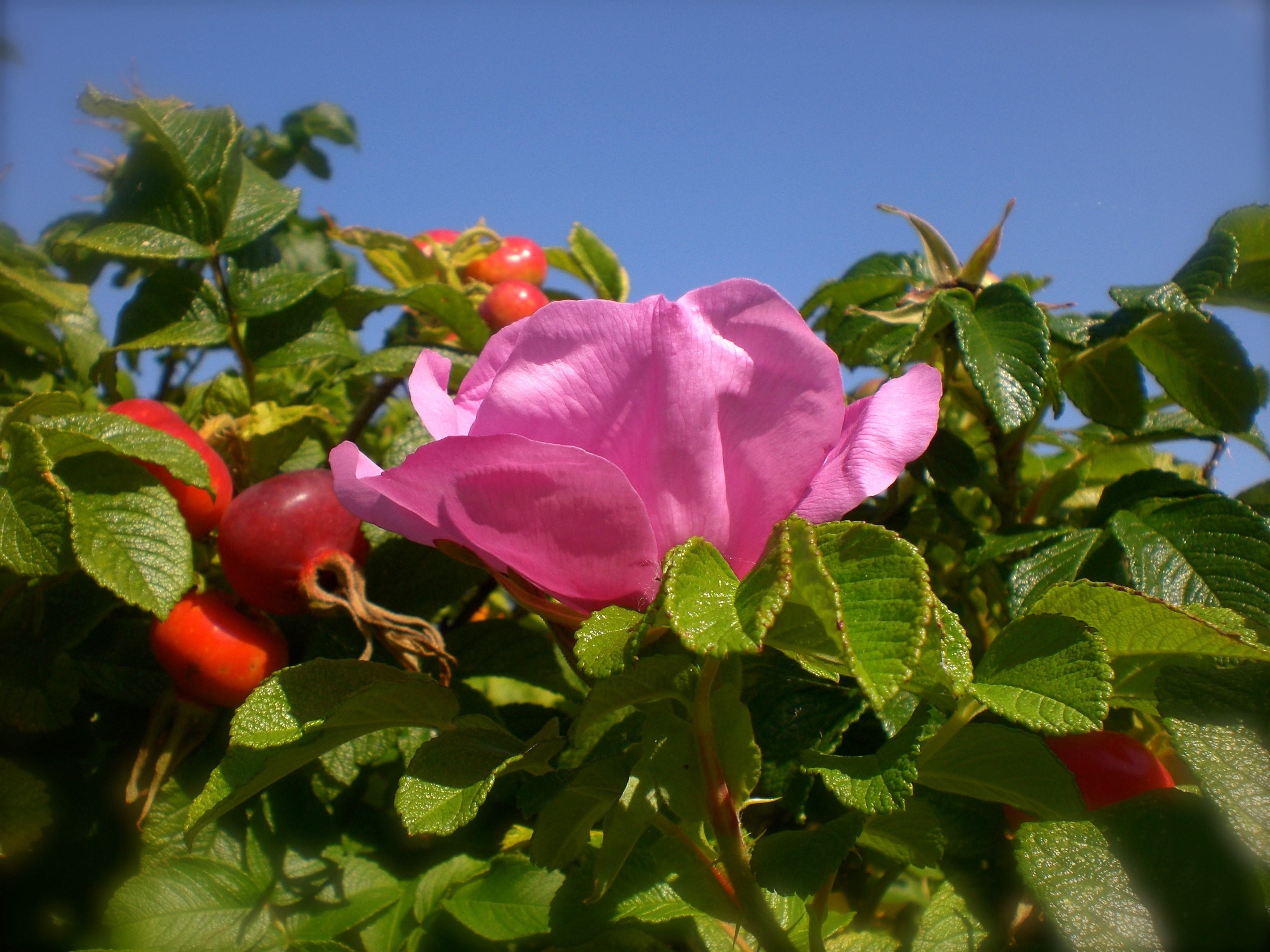Rose Greenhouse, Rose Hip, Wild Rose, flower, leaf
