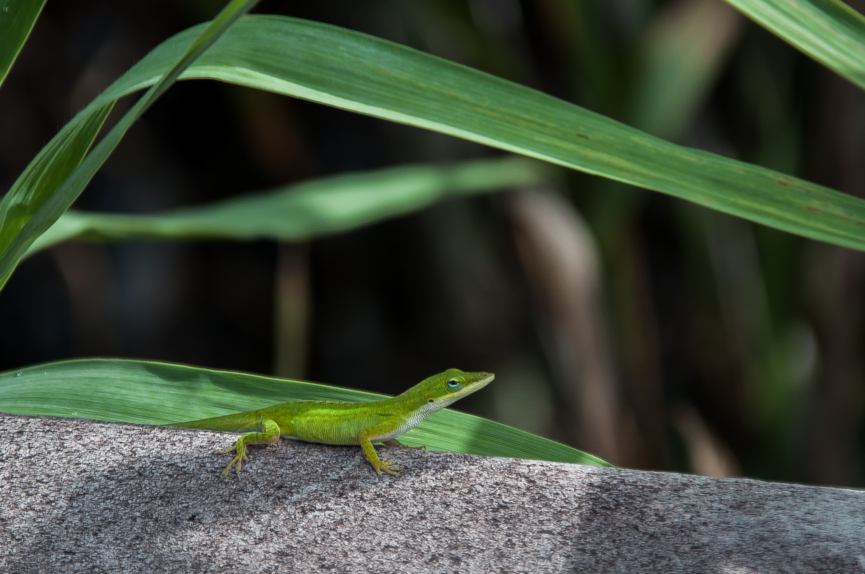 green lizard