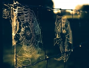 spider, web, outdoor, fence, hanging, close-up thumbnail