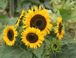 5 sunflowers thumbnail