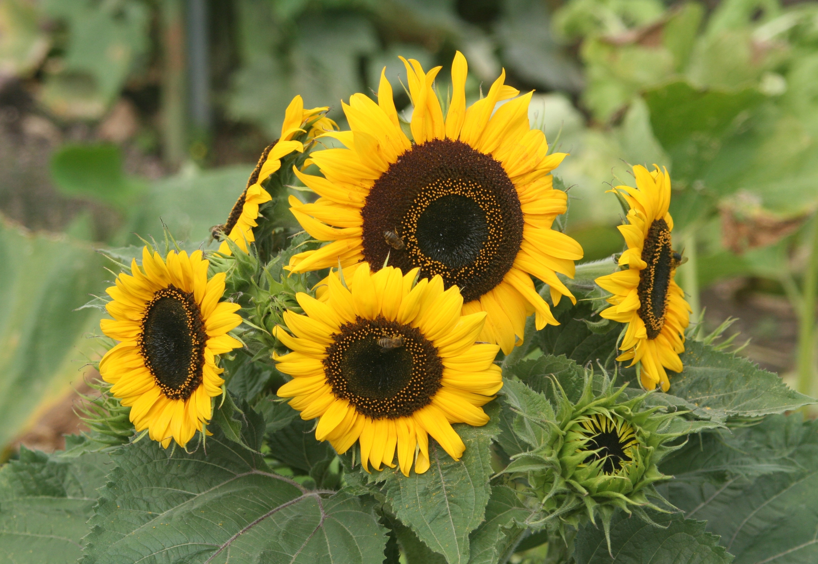 5 sunflowers