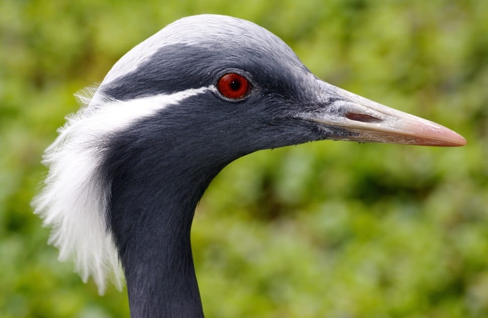 Crane, Nature, Bird, Animal World, Birds, bird, beak preview
