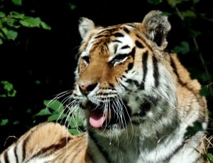 bengal tiger photo thumbnail