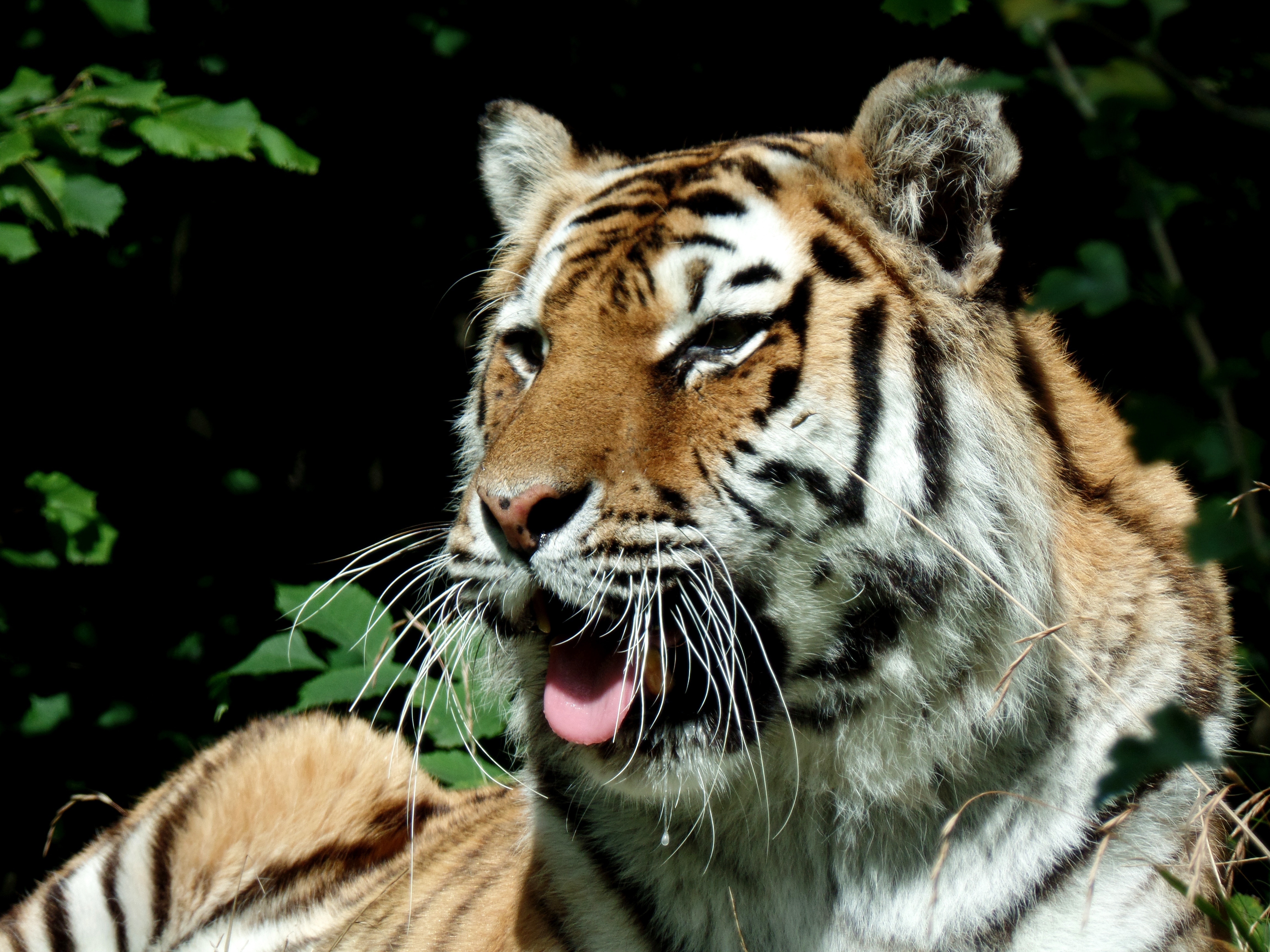 bengal tiger photo