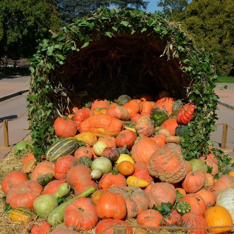 Vegetable, Orange, Pumpkin, Autumn, food and drink, vegetable preview