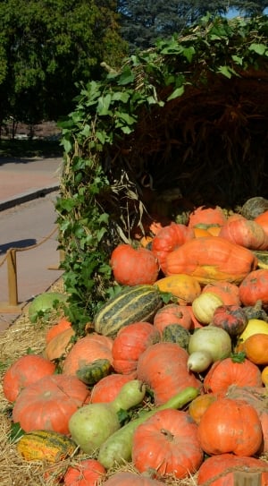 Vegetable, Orange, Pumpkin, Autumn, food and drink, vegetable thumbnail