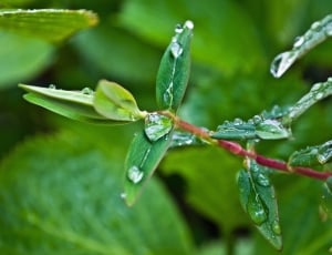 Macro, Drop, Water, Leaves, Drops, Rain, leaf, green color thumbnail