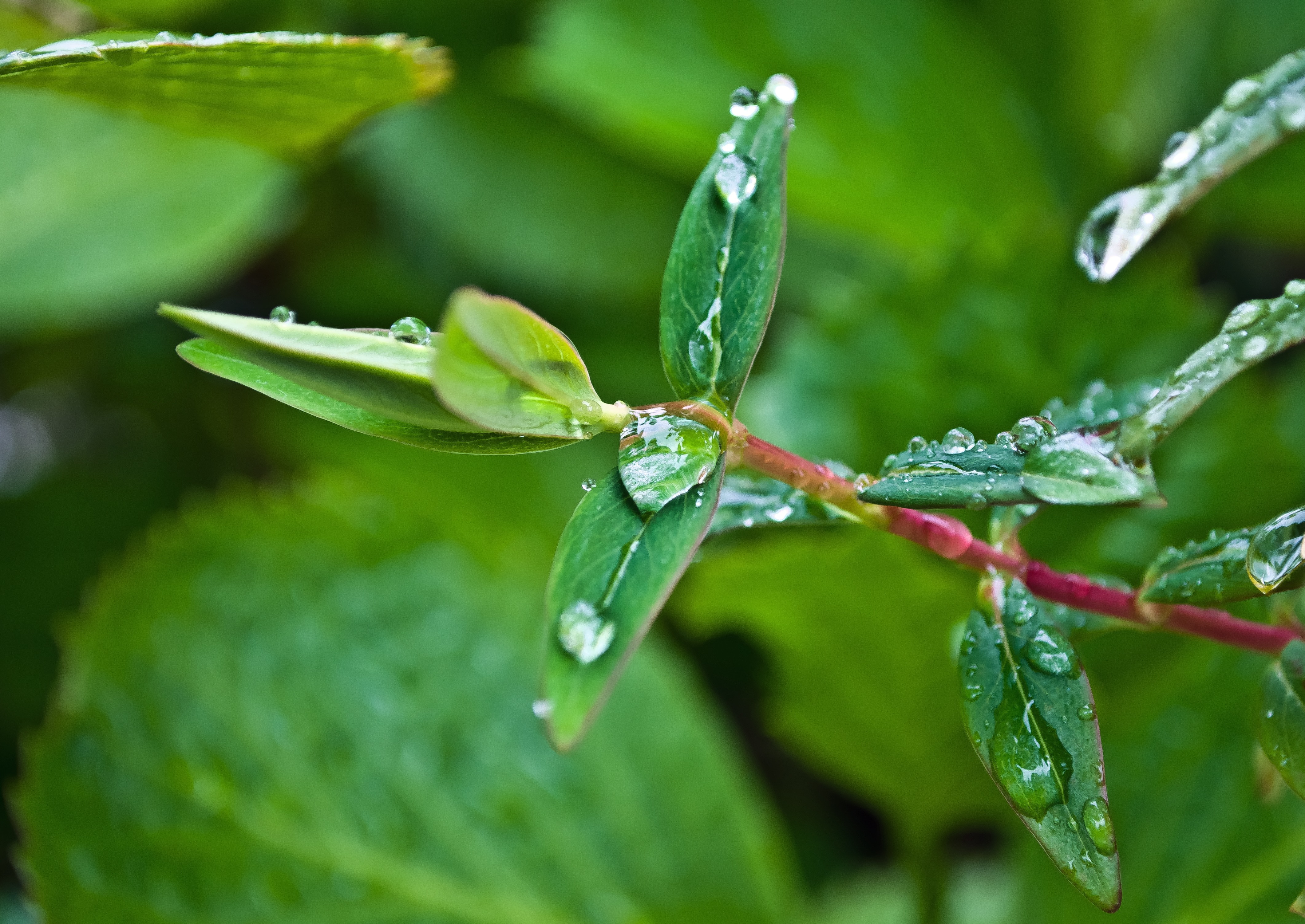 Macro, Drop, Water, Leaves, Drops, Rain, leaf, green color
