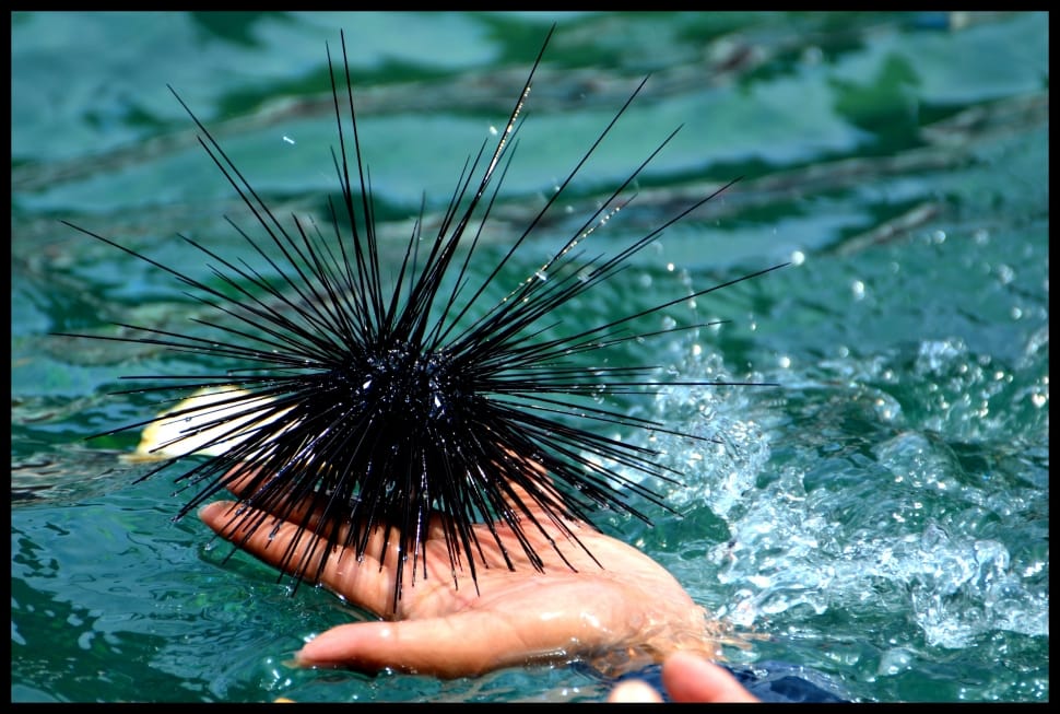 Sea ​​Urchin, Sea, Diving, Ocean, ,  preview