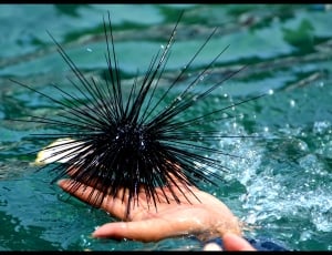 Sea ​​Urchin, Sea, Diving, Ocean, ,  thumbnail