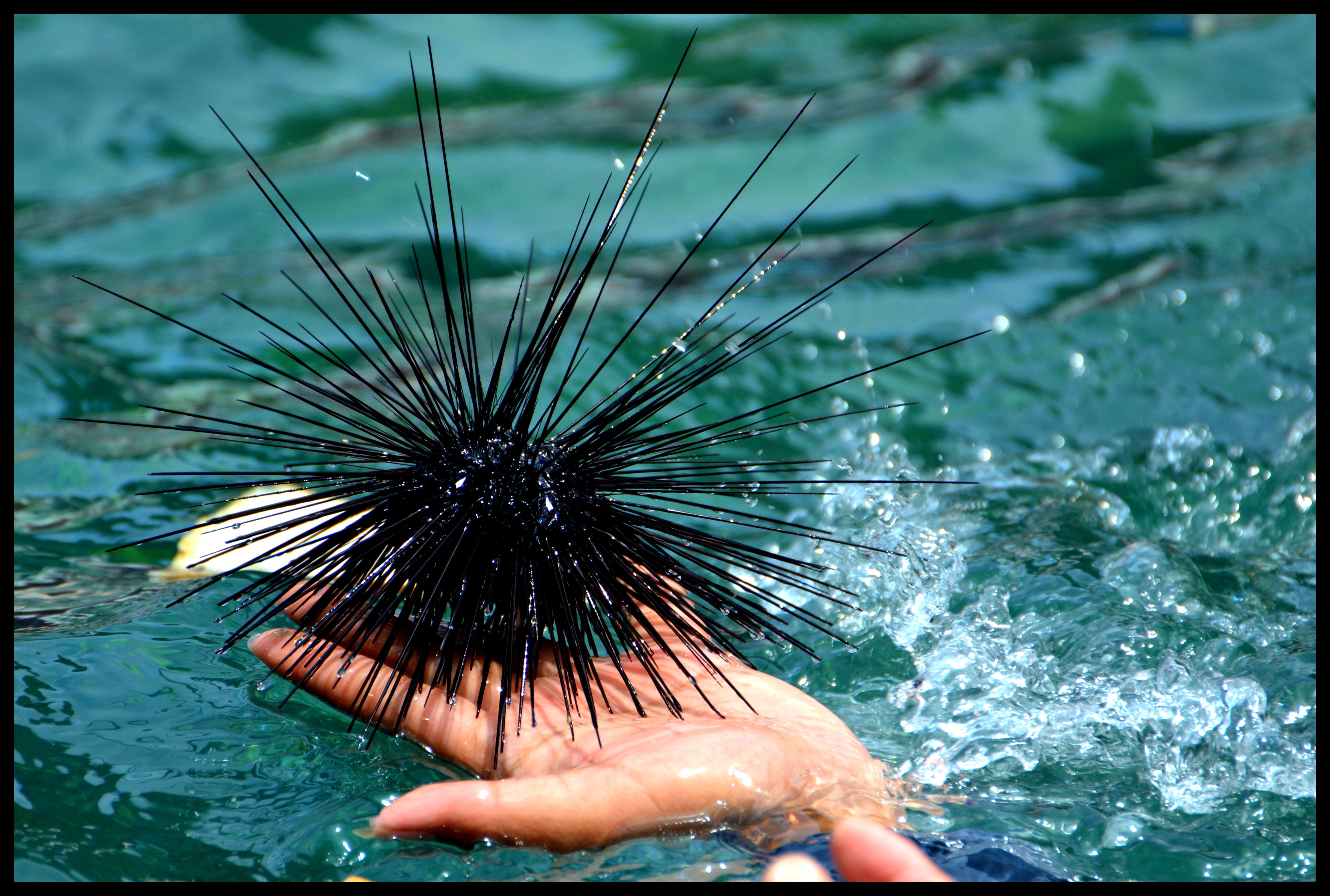 Sea ​​Urchin, Sea, Diving, Ocean, , 
