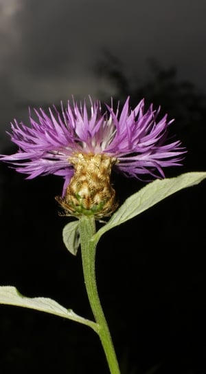 purple cornflower thumbnail