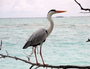 great Blue-Heron perching on branch of tree thumbnail