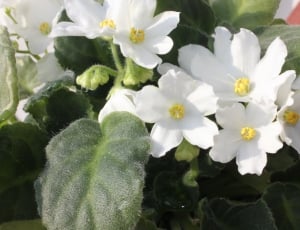white petaled flowers thumbnail