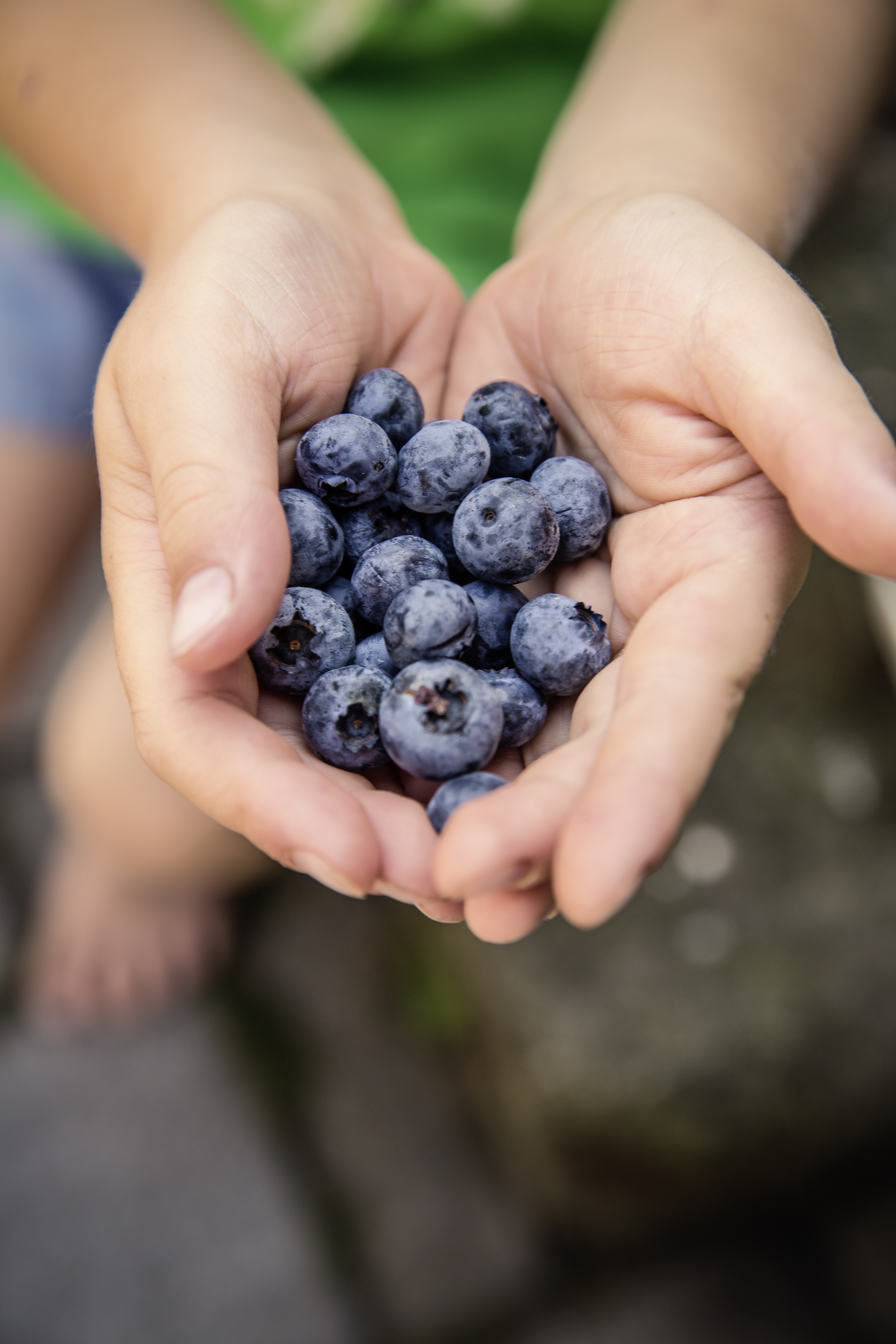 person holding purple berries
