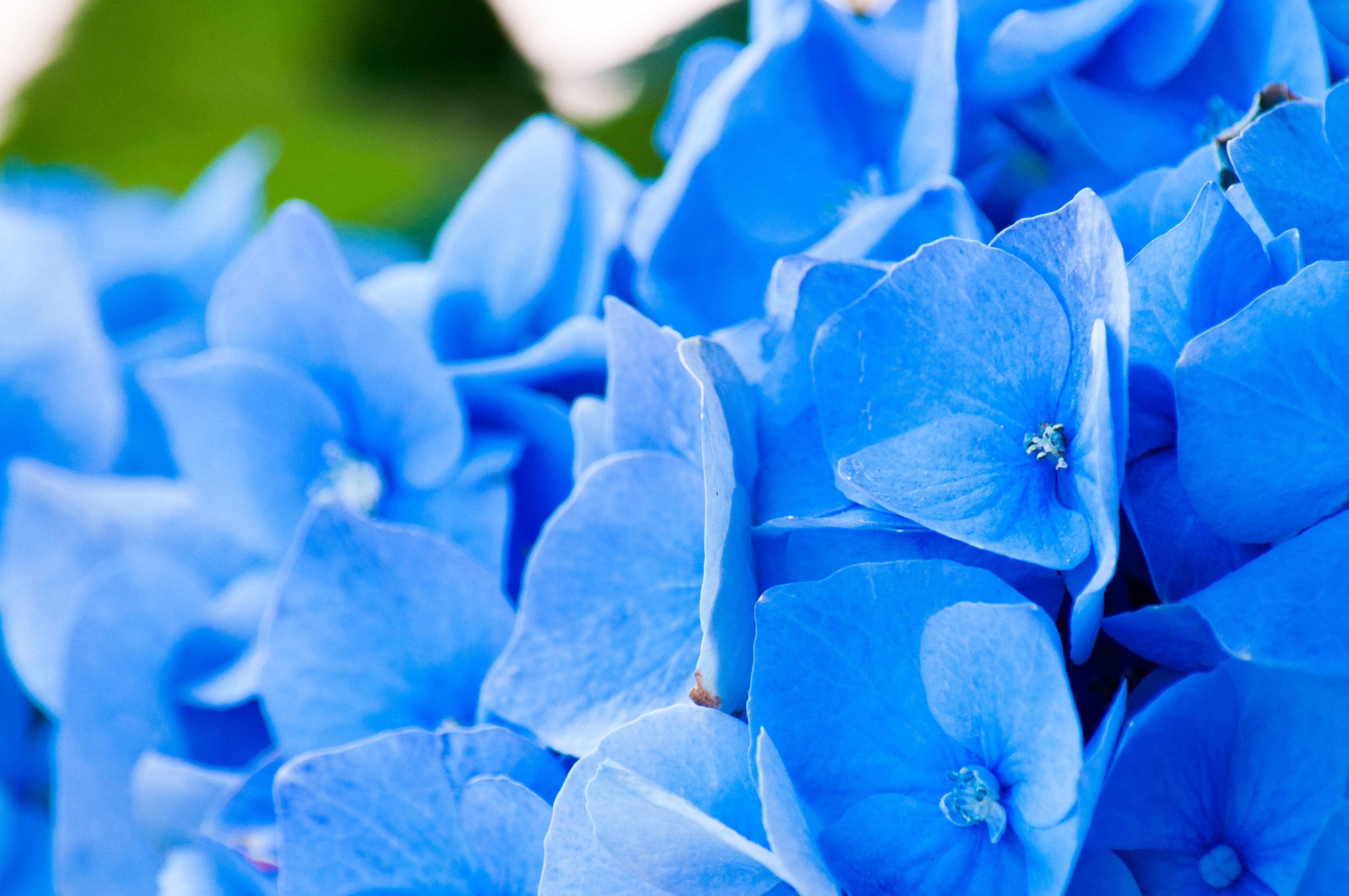 Что означает синие цветы. Блуе Фловер. Голубые цветы.