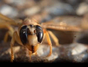 brown wasp thumbnail