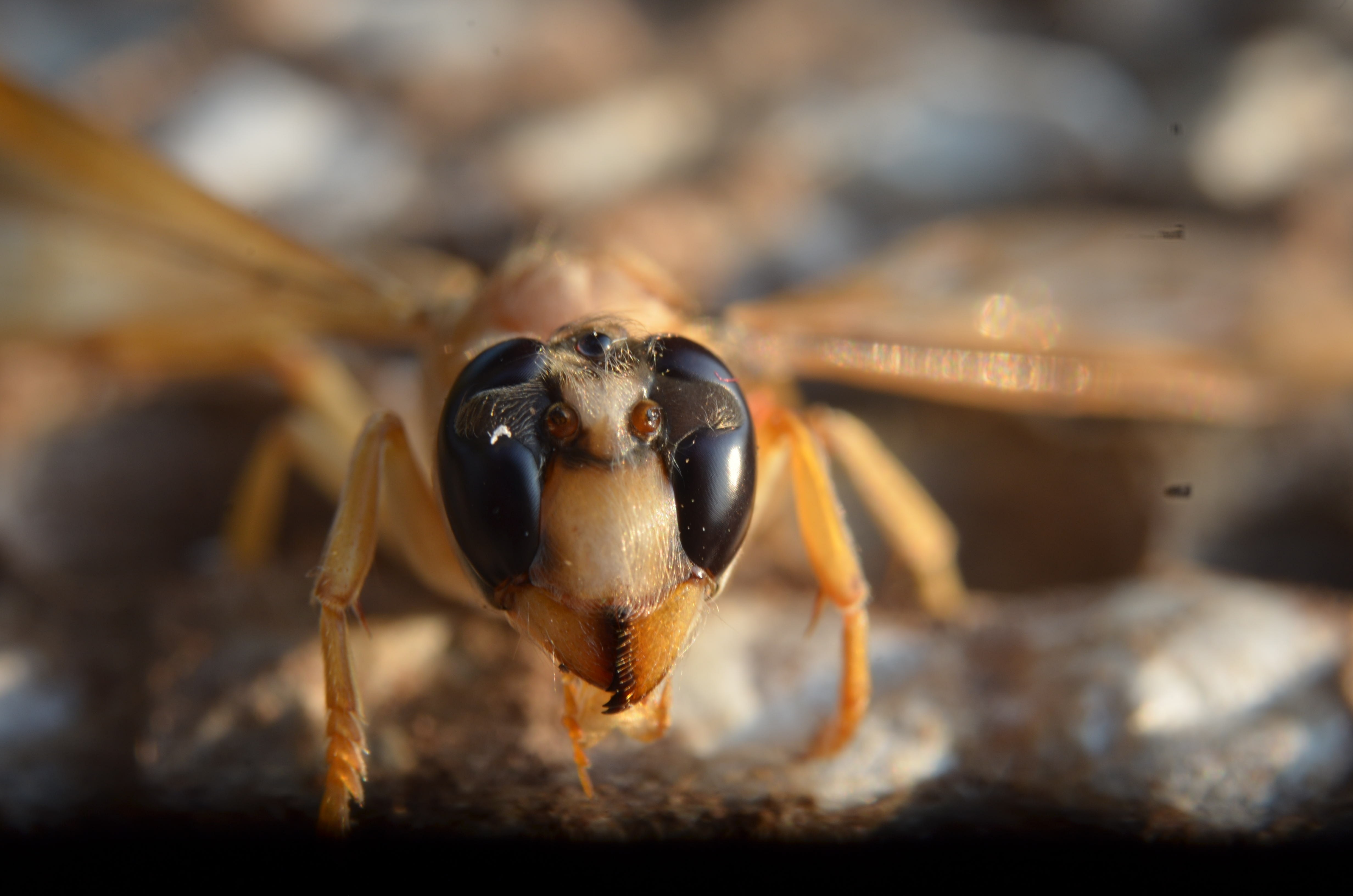 brown wasp