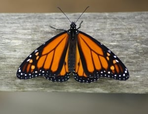 brown and black butterfly thumbnail