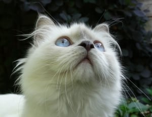 white persian cat thumbnail