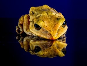 beige frog figurine thumbnail