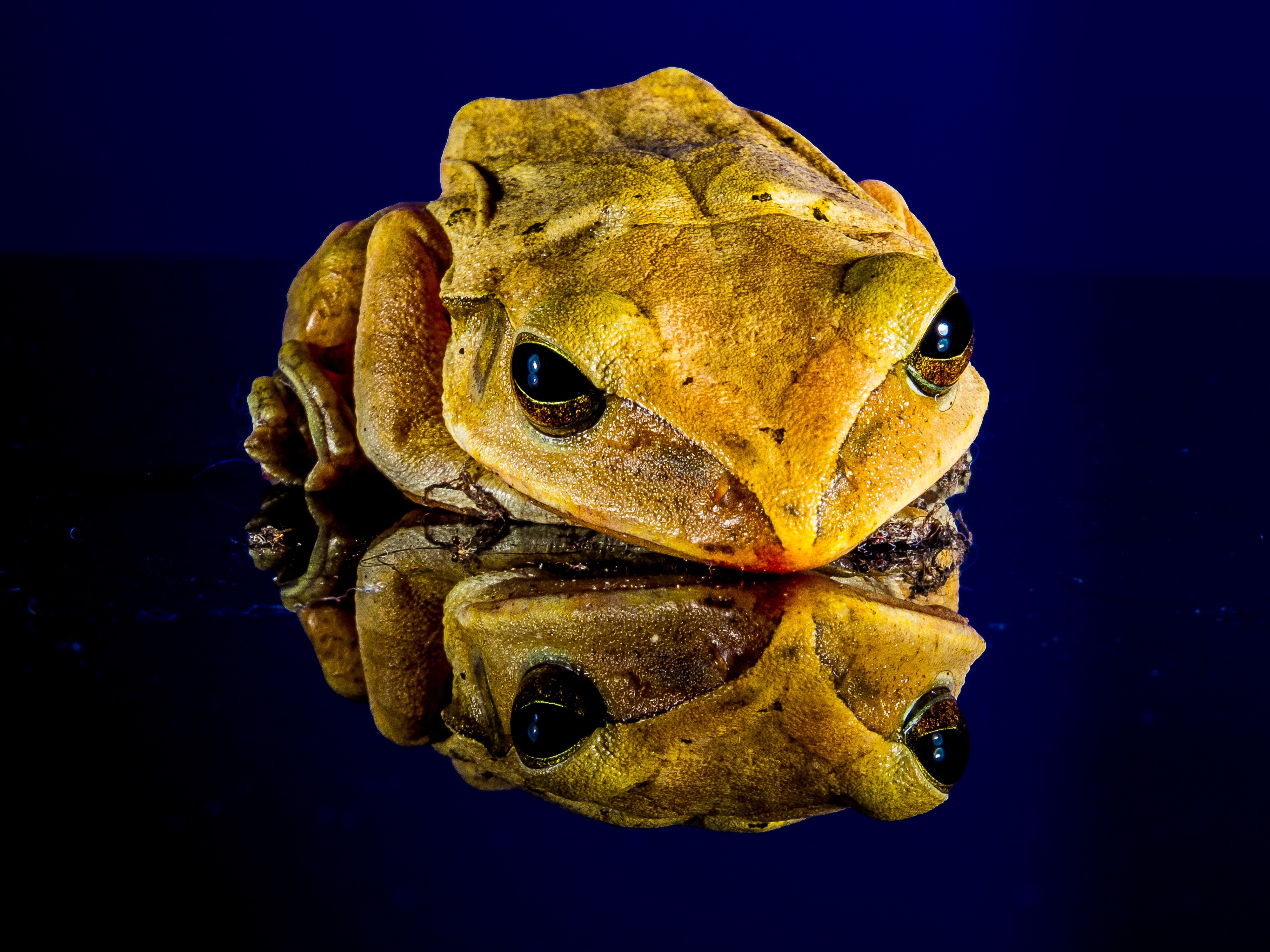 beige frog figurine