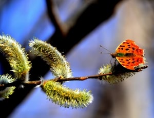 Butterfly, Spring, Insect, Branch, insect, close-up thumbnail