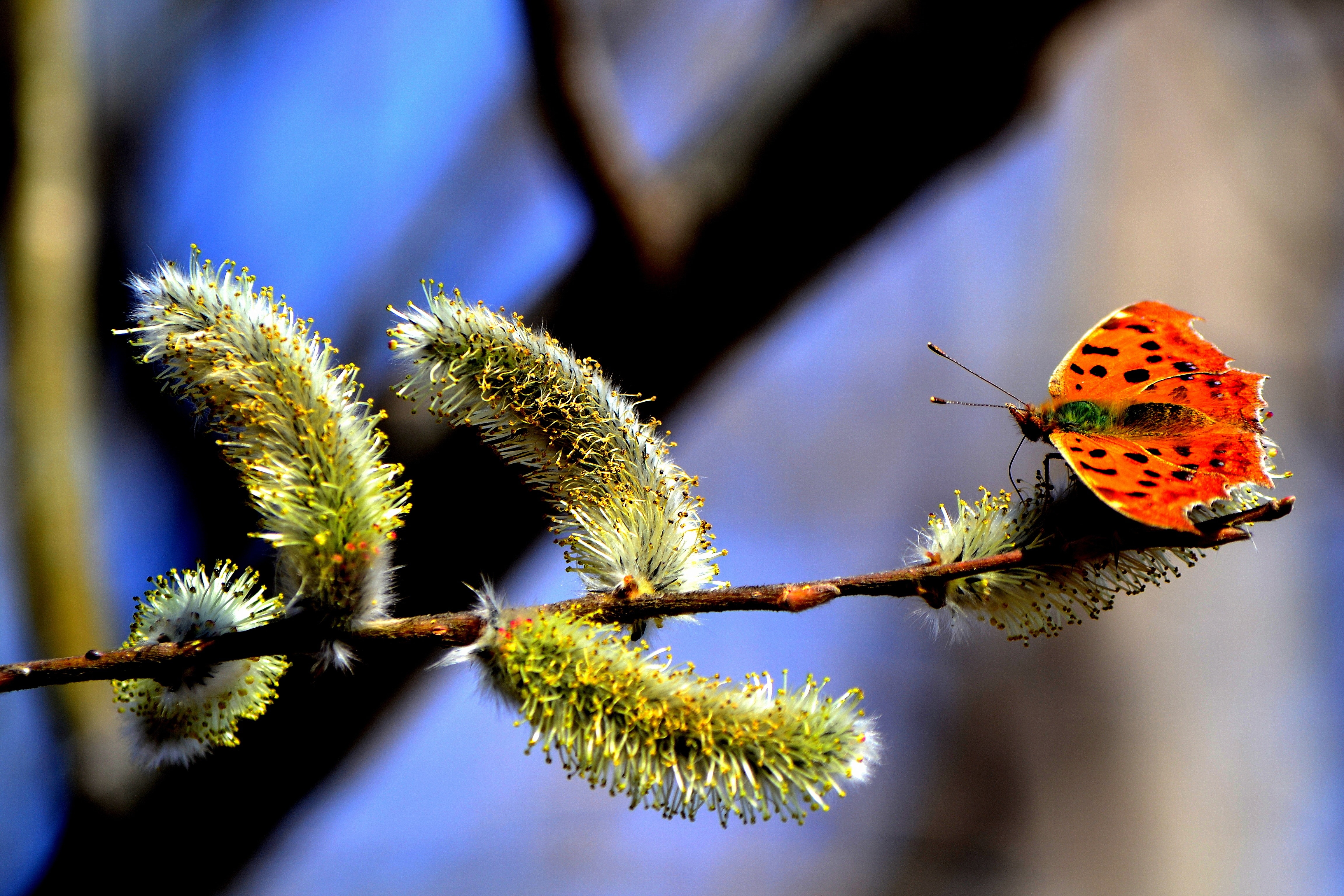 Butterfly, Spring, Insect, Branch, insect, close-up