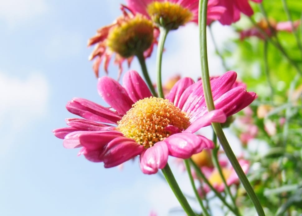 pink daisies close up photography preview