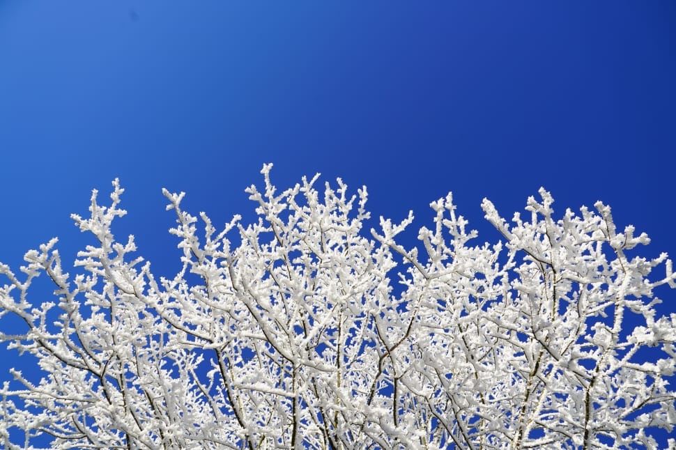 Hoarfrost, Branches, Crown, Aesthetic, blue, nature preview