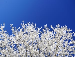 Hoarfrost, Branches, Crown, Aesthetic, blue, nature thumbnail