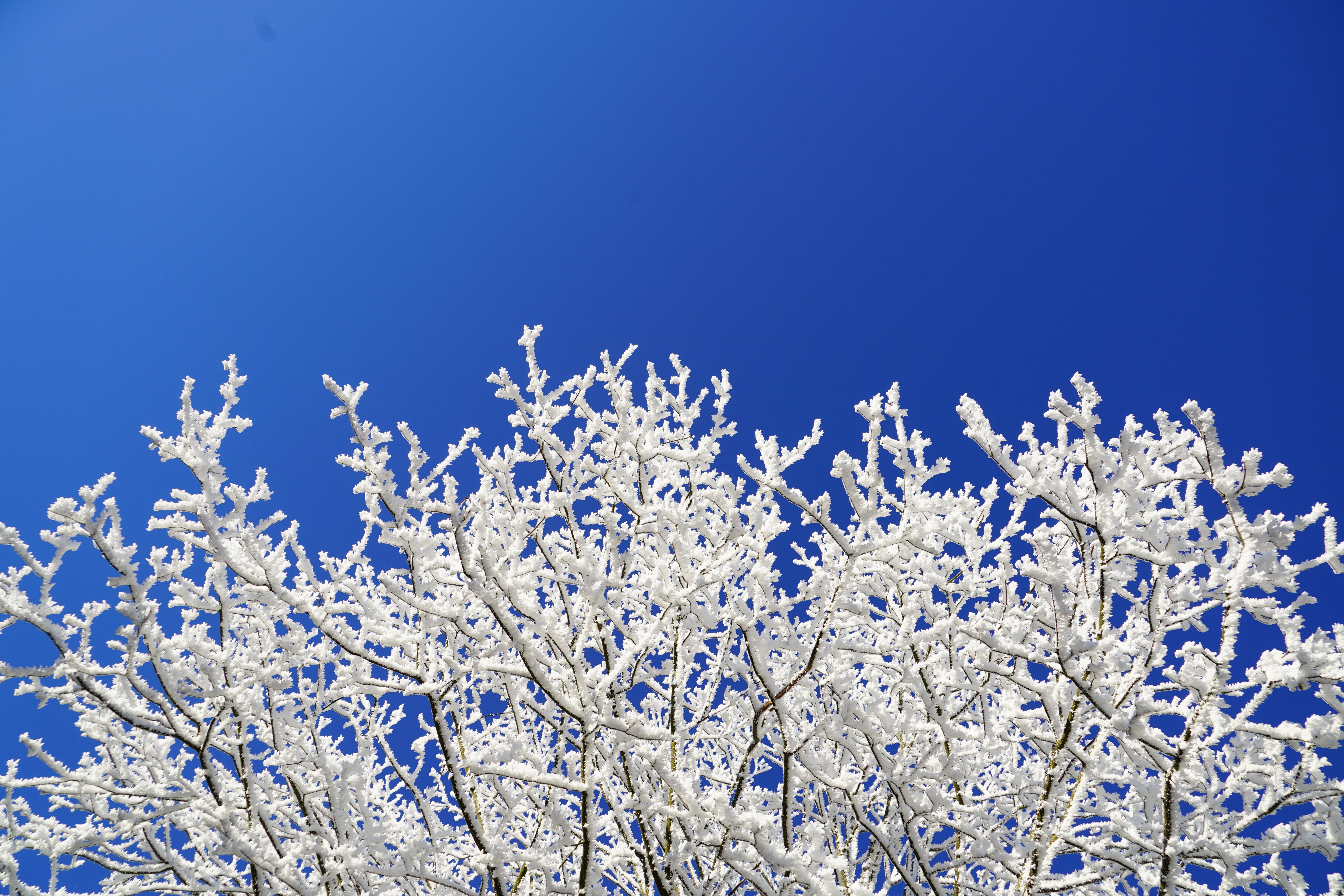 Hoarfrost, Branches, Crown, Aesthetic, blue, nature
