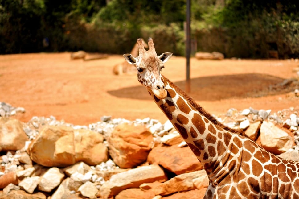 giraffe photo preview