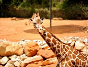 giraffe photo thumbnail