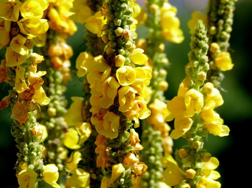 yellow snapdragon flower preview