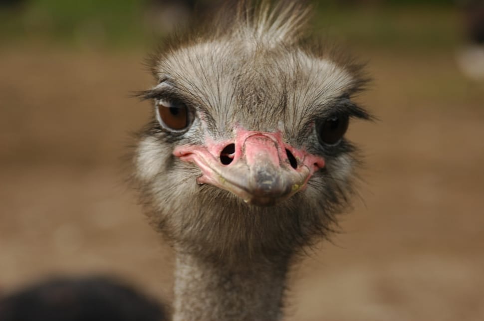 close up photography of gray Emu bird preview