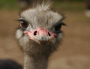 close up photography of gray Emu bird thumbnail