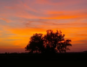 silhouette of tree on golden hour thumbnail