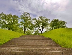 gray concrete stairs with trees in daytime thumbnail