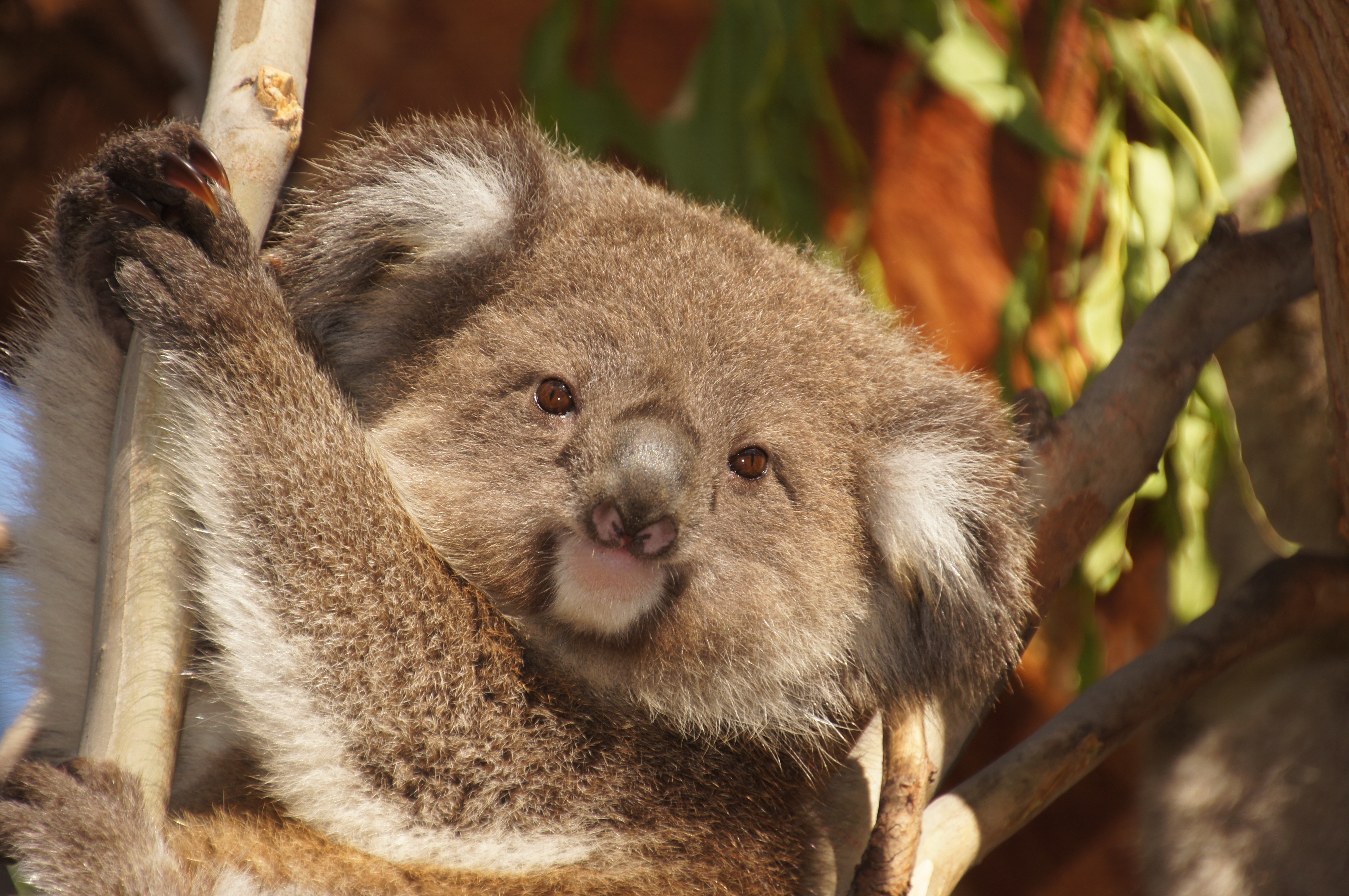 Lazy, Australia, Koala Bear, Rest, Koala, animal wildlife, one animal free  image | Peakpx