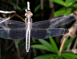 white and brown dragonfly thumbnail