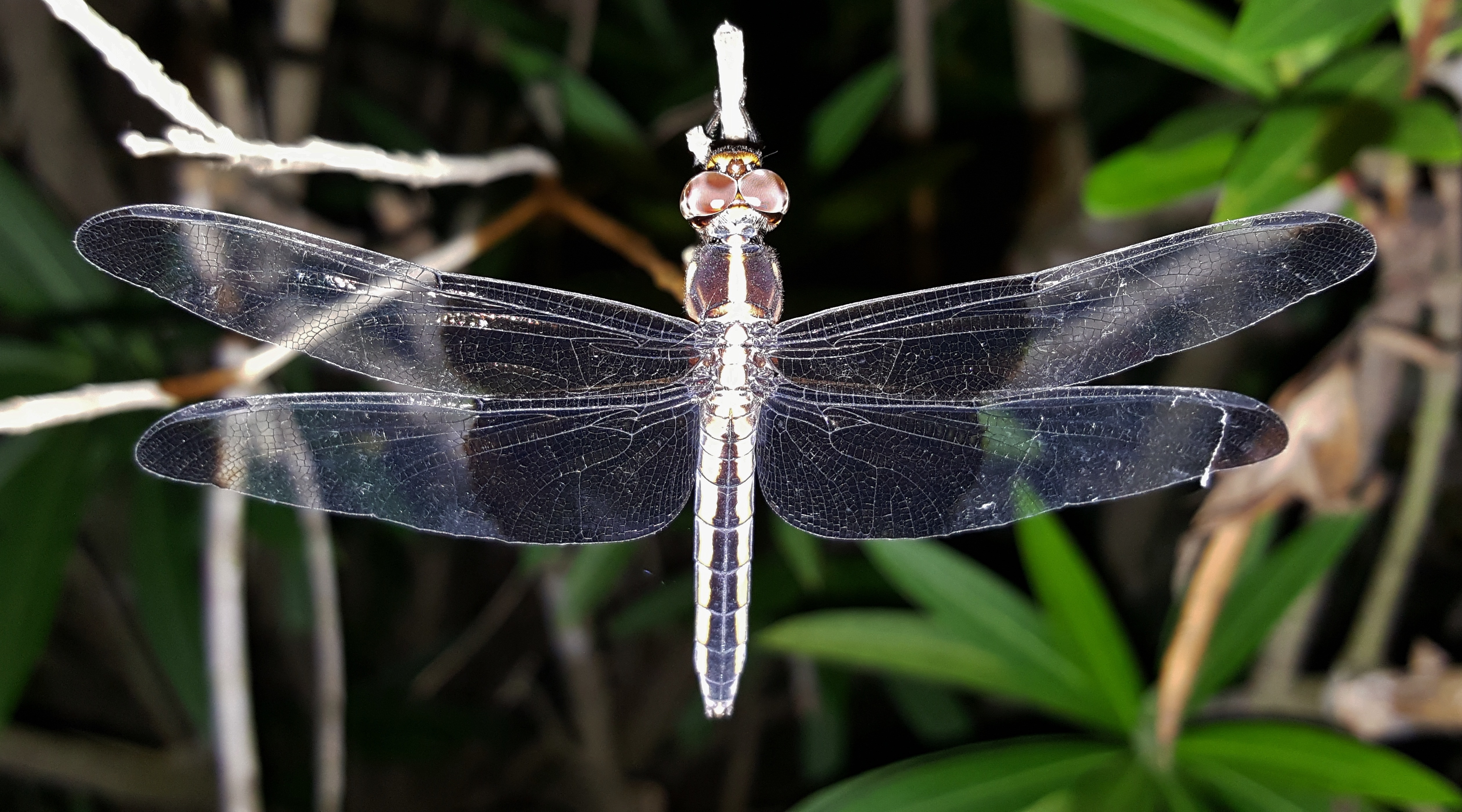 white and brown dragonfly