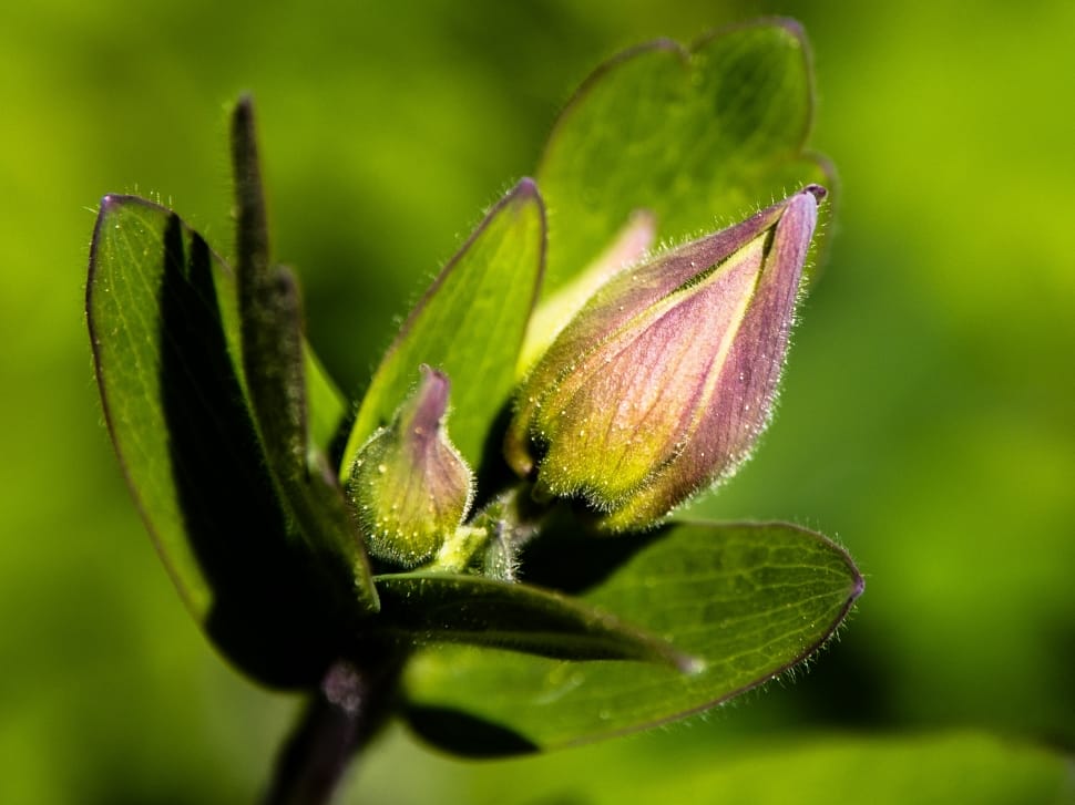 Spring, Bud, Columbine, Plant, Flower, green color, nature preview
