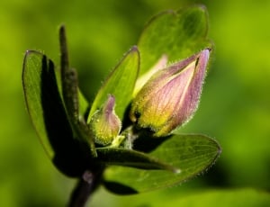 Spring, Bud, Columbine, Plant, Flower, green color, nature thumbnail