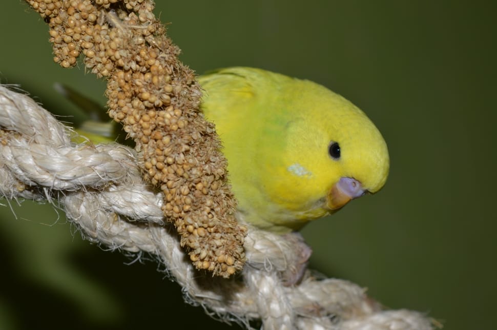 green parakeet preview