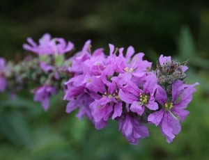 close up view of purple petal flowers thumbnail