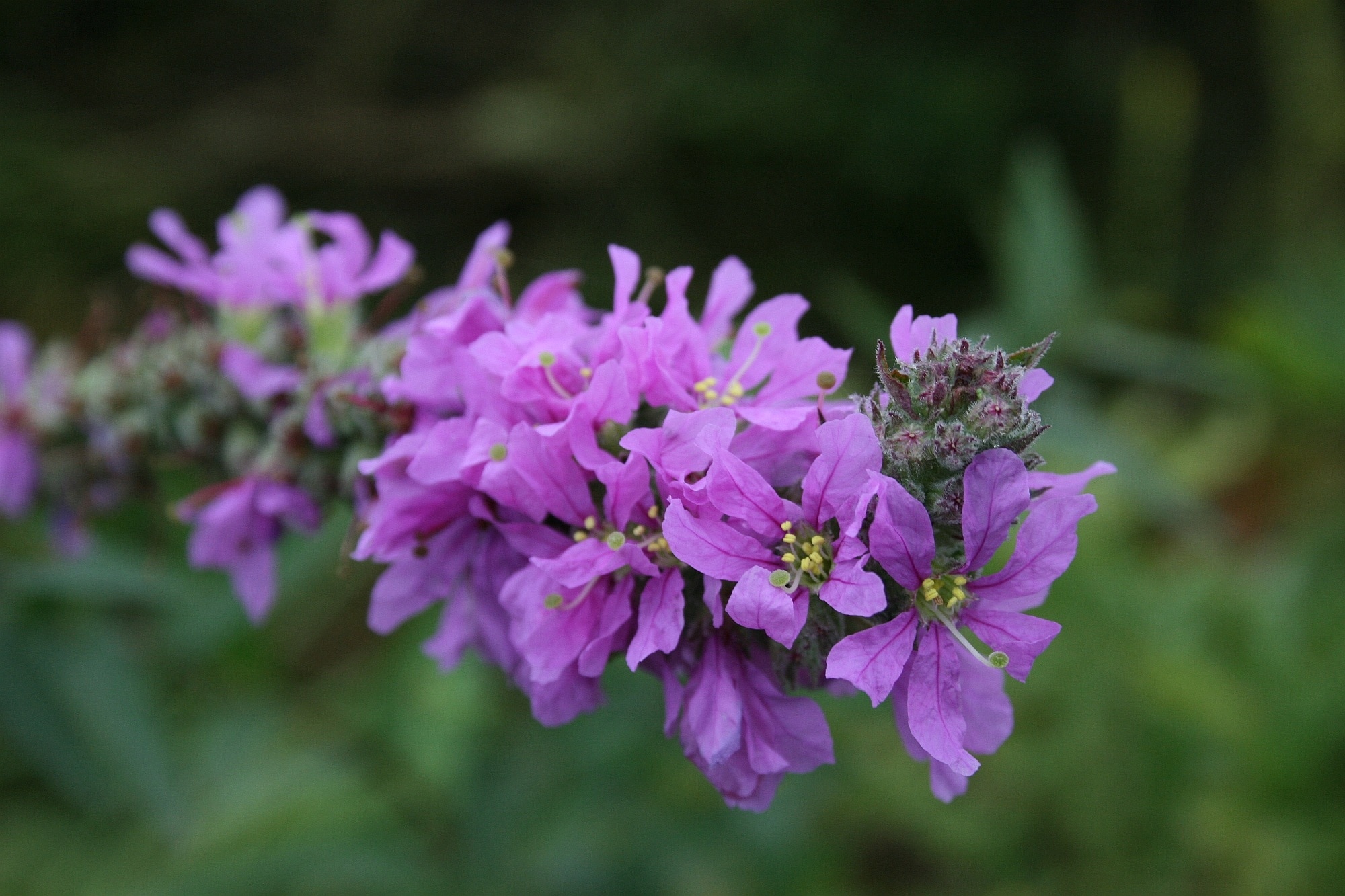 close up view of purple petal flowers