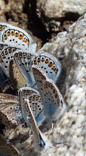 blue and brown butterfly lot thumbnail