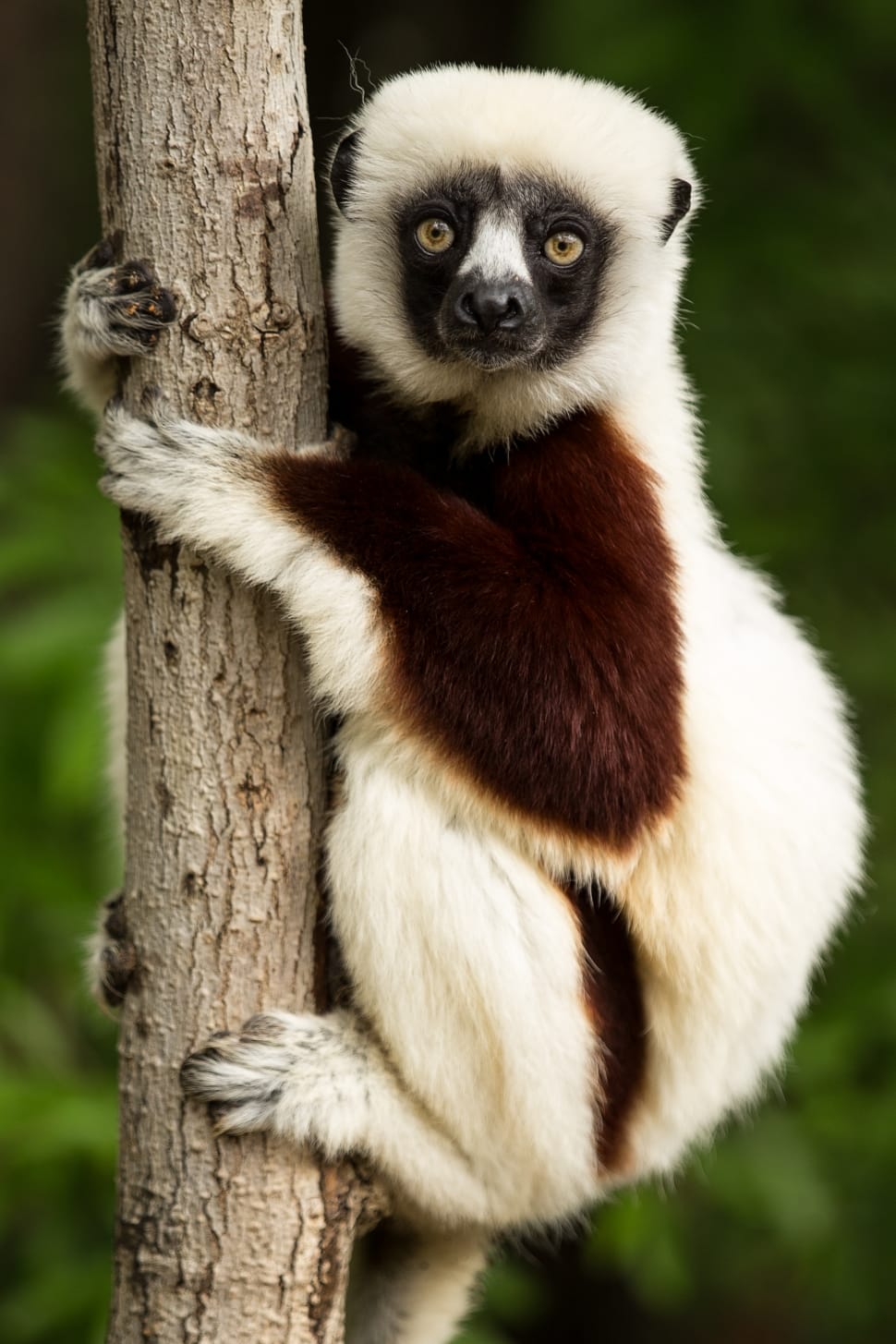 white and brown lemur preview